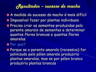 Resultados – sucesso do macho
A medida do sucesso do macho é mais difícil
Impossível fazer por plantas individuais
Precisa criar as sementes produzidas pelo
parente amarelo de sementes e determinar
quantos flores brancas e quantas flores
amarelas
Por que?
Porque se o parente amarelo (recessivo) for
polinizado pelo pólen amarelo produziria
plantas amarelas, mas se por pólen branco
produziria plantas brancas
 
