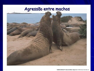 Agressão entre machos
 