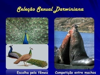 Seleção Sexual Darwiniana




Escolha pela fêmea   Competição entre machos
 