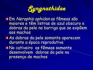 Syngnathidae
Em Nerophis ophidon as fêmeas são
maiores e têm listras de azul obscuro e
dobras da pele na barriga que se expõem
aos machos
As dobras da pele somente aparecem
durante a época reprodutiva
No cativeiro as fêmeas somente
desenvolvem dobras da pele na
presença de machos
 