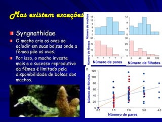 Mas existem exceções




                                 Número de fêmeas Número de machos
 Syngnathidae
 O macho cria os ovos ao
 eclodir em suas bolsas onde a
 fêmea põe os ovos.
 Por isso, o macho investe
 mais e o sucesso reprodutivo                                        Número de pares   Número de filhotes
 da fêmea é limitado pela
 disponibilidade de bolsas dos


                                            Número de filhotes
 machos.




                                                                            Número de pares
 