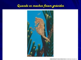 Quando os machos ficam grávidos
 