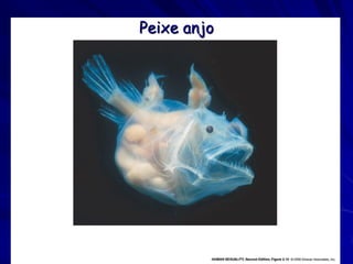 Peixe anjo
 