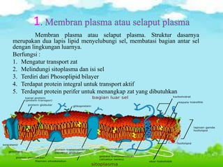 1
Membran plasma atau selaput plasma. Struktur dasarnya
merupakan dua lapis lipid menyelubungi sel, membatasi bagian antar sel
dengan lingkungan luarnya.
Berfungsi :
1. Mengatur transport zat
2. Melindungi sitoplasma dan isi sel
3. Terdiri dari Phosoplipid bilayer
4. Terdapat protein integral untuk transport aktif
5. Terdapat protein perifer untuk menangkap zat yang dibutuhkan
 