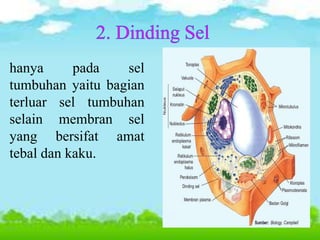 hanya pada sel
tumbuhan yaitu bagian
terluar sel tumbuhan
selain membran sel
yang bersifat amat
tebal dan kaku.
 