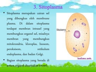• Sitoplasma merupakan cairan sel
yang dibungkus oleh membrane
plasma. Di dalam sitoplasma
terdapat membran intrasel yang
membungkus organel sel, misalnya
membran yang membungkus
mitokrondria, kloroplas, lisosom,
peroksisom, retikulum
endoplasma, dan badan Golgi.
• Bagian sitoplasma yang berada di
antara organel dinamakan sitosol.
 