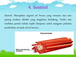 Sentriol. Merupakan organel sel hewan yang tersusun atas satu
pasang struktur silinder yang tengahnya berlubang. Terdiri atas
sembilan protein tubula triplet (berperan untuk mengatur polaritas
pembelahan sel pada sel-sel hewan).
 