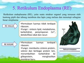 Retikulum endoplasama (RE), yaitu suatu struktur organel yang tersusun oleh
kantong pipih dan tabung membran dua lapis yang meluas dan menutupi sebagian
besar sitoplasma
RE HALUS
•Permukaan luarnya tidak terdapat
ribosom.
•Fungsi : sintesis lipid, metabolisme,
karbohidrat, penyimpanan Ca2+,
detoksifikasi obat dan racun
RE KASAR
•Permukaan luarnya terdapat
ribosom.
•Fungsi: membantu sintesis protein,
sekresi dan berbagai protein lain,
menambahkan karbohidrat ke
glikoprotein, menghasilkan
membran baru.
 