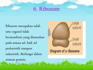 Ribosom merupakan salah
satu organel tidak
bermembran yang ditemukan
pada semua sel, baik sel
prokariotik maupun
eukariotik. Berfungsi dalam
sintesis protein.
 