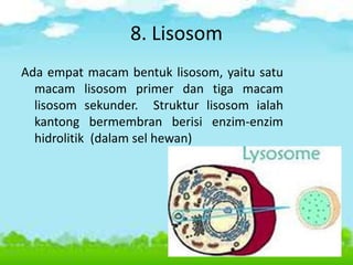 8. Lisosom
Ada empat macam bentuk lisosom, yaitu satu
macam lisosom primer dan tiga macam
lisosom sekunder. Struktur lisosom ialah
kantong bermembran berisi enzim-enzim
hidrolitik (dalam sel hewan)
 