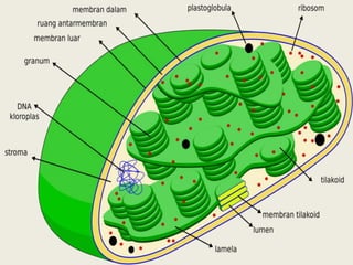 10. Kloroplas
Kloroplas. Merupakan organel bermembran
rangkap pada sel tanaman yang penting untuk
fotosintesis (yaitu sintesis karbohidrat dari
karbondioksida dan air dari udara dengan
menggunakan energi cahaya matahari) dan
fotofosforelasi (proses pada membran tilakoid
pada kloroplas yang merupakan reaksi
berantai transfer elektron diikuti proton
disertai dengan sintesis ATP terjadi sebagai
bagian dari reaksi terang pada fotosintesis).
 