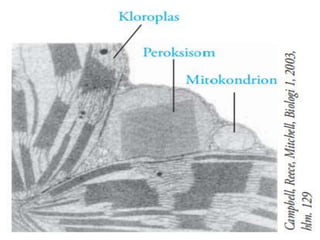 Bentuknya menyerupai bola-bola duri karena
adanya serat-serat radial
15. Peroksisom
Struktur peroksisom ialah kompartemen metabolik
terspesialisasi yang dibatasi membran tunggal.
Mengandung enzim-enzim yang mentransfer
hidrogen ke air, menghasilkan hidrogen peroksida
sebagai produk sampingan , yang diubah menjadi air
oleh enzim-enzim lain di peroksisom.
 
