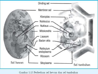 Sel eukariotik dan prokariotik