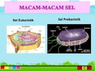 Sel ProkariotikSel Eukariotik
 