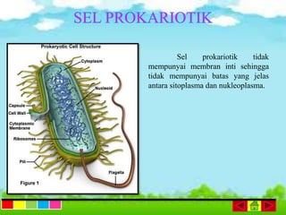 Sel prokariotik tidak
mempunyai membran inti sehingga
tidak mempunyai batas yang jelas
antara sitoplasma dan nukleoplasma.
 