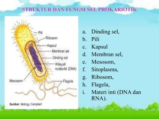 a. Dinding sel,
b. Pili
c. Kapsul
d. Membran sel,
e. Mesosom,
f. Sitoplasma,
g. Ribosom,
h. Flagela,
i. Materi inti (DNA dan
RNA).
 