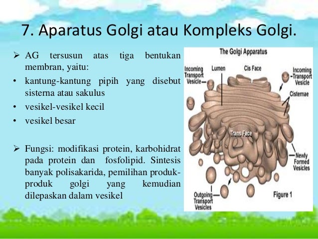 Sel eukariotik dan prokariotik
