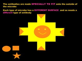 The antibodies are made  SPECIALLY TO FIT  onto the outside of the microbe Each type of microbe has a  DIFFERENT SURFACE   and so needs a  different  type of antibody 