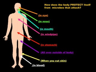 How does the body PROTECT itself from  microbes that attack? (in stomach) (in windpipe) (All over outside of body) (When you cut skin) (in blood) (in mouth) (in nose) (in eye) 