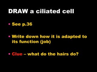 DRAW a ciliated cell See p.36 Write down how it is adapted to  its function (job) Clue  – what do the hairs do? 