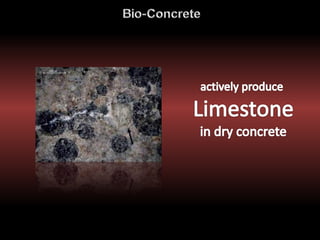 Self-Healing Concrete