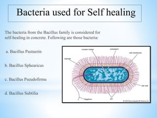 Bacteria used for Self healing
The bacteria from the Bacillus family is considered for
self-healing in concrete. Following are those bacteria:
a. Bacillus Pastuerin
b. Bacillus Sphearicus
c. Bacillus Pseudofirmu
d. Bacillus Subtilia
 