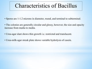 Characteristics of Bacillus
• Spores are 1-1.2 microns in diameter, round, and terminal to subterminal.
• The colonies are generally circular and glossy, however, the size and opacity
increase from media to media.
• Urea-agar slant shows thin growth i.e. restricted and translucent.
• Urea-milk-agar streak plate shows variable hydrolysis of casein.
 