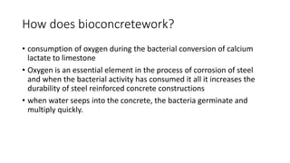 How does bioconcretework?
• consumption of oxygen during the bacterial conversion of calcium
lactate to limestone
• Oxygen is an essential element in the process of corrosion of steel
and when the bacterial activity has consumed it all it increases the
durability of steel reinforced concrete constructions
• when water seeps into the concrete, the bacteria germinate and
multiply quickly.
 