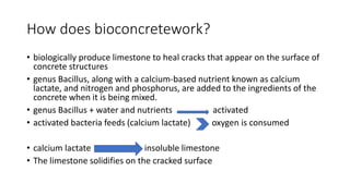 How does bioconcretework?
• biologically produce limestone to heal cracks that appear on the surface of
concrete structures
• genus Bacillus, along with a calcium-based nutrient known as calcium
lactate, and nitrogen and phosphorus, are added to the ingredients of the
concrete when it is being mixed.
• genus Bacillus + water and nutrients activated
• activated bacteria feeds (calcium lactate) oxygen is consumed
• calcium lactate insoluble limestone
• The limestone solidifies on the cracked surface
 