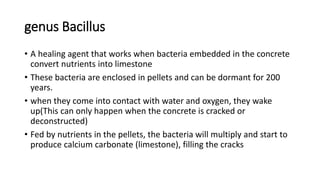 genus Bacillus
• A healing agent that works when bacteria embedded in the concrete
convert nutrients into limestone
• These bacteria are enclosed in pellets and can be dormant for 200
years.
• when they come into contact with water and oxygen, they wake
up(This can only happen when the concrete is cracked or
deconstructed)
• Fed by nutrients in the pellets, the bacteria will multiply and start to
produce calcium carbonate (limestone), filling the cracks
 