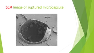 SEM image of ruptured microcapsule
 
