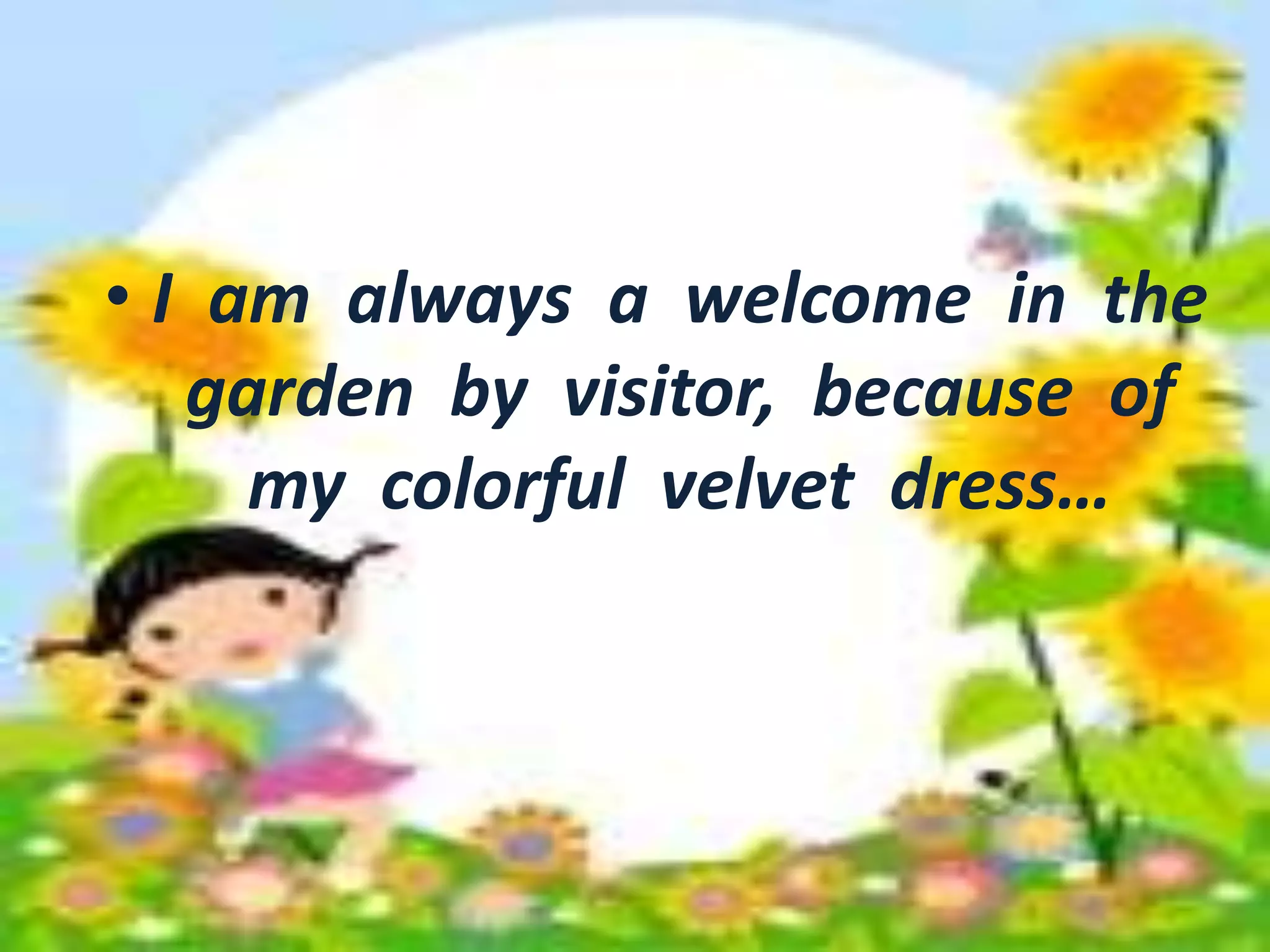 • I am always a welcome in the 
• I am always a welcome in the 
garden by visitor, because of 
my colorful velvet dress… 
garden by visitor, because of 
my colorful velvet dress… 
 