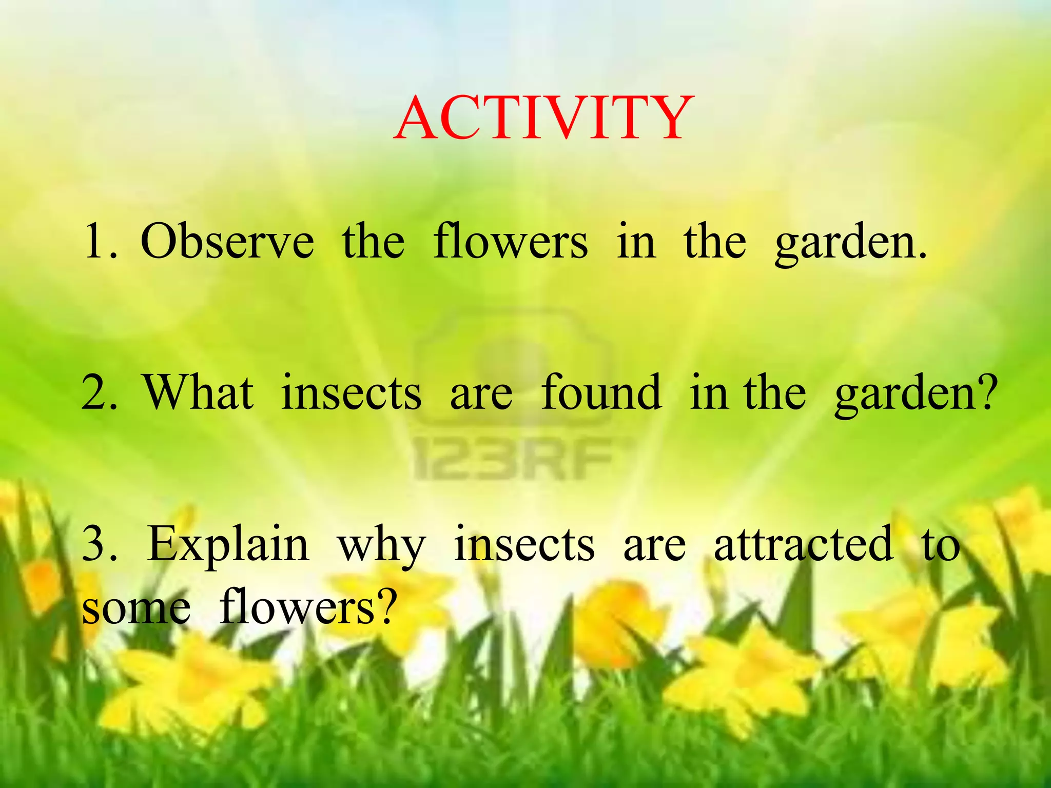 ACTIVITY 1 
ACTIVITY 
1. Observe the flowers in the garden. 
1. Observe the flowers in the garden. 
2. What insects are found in the garden? 
2. What insects are found in the garden? 
3. Explain why insects are attracted to 
some flowers? 
3. Explain why insects are attracted to 
some flowers? 
 
