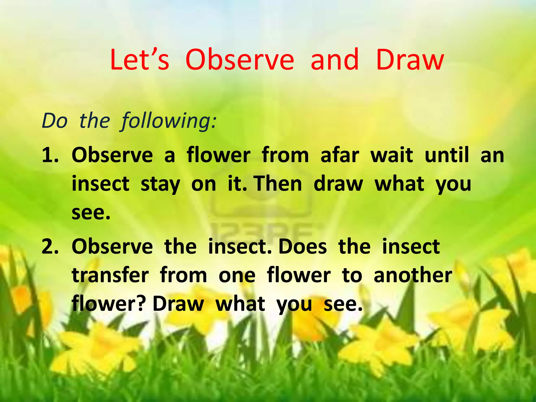 Let’s Observe and Draw 
Let’s Observe and Draw 
Do the following: 
1. Observe a flower from afar wait until an 
Do the following: 
1. Observe a flower from afar wait until an 
insect stay on it. Then draw what you 
see. 
insect stay on it. Then draw what you 
see. 
2. Observe the insect. Does the insect 
2. Observe the insect. Does the insect 
transfer from one flower to another 
flower? Draw what you see. 
transfer from one flower to another 
flower? Draw what you see. 
 