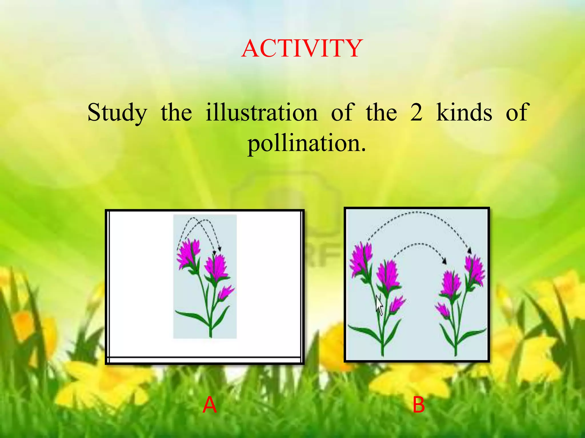 ACTIVITY 
ACTIVITY 
Study the illustration of the 2 kinds of 
Study the illustration of the 2 kinds of 
pollination. 
pollination. 
A B 
A B 
 