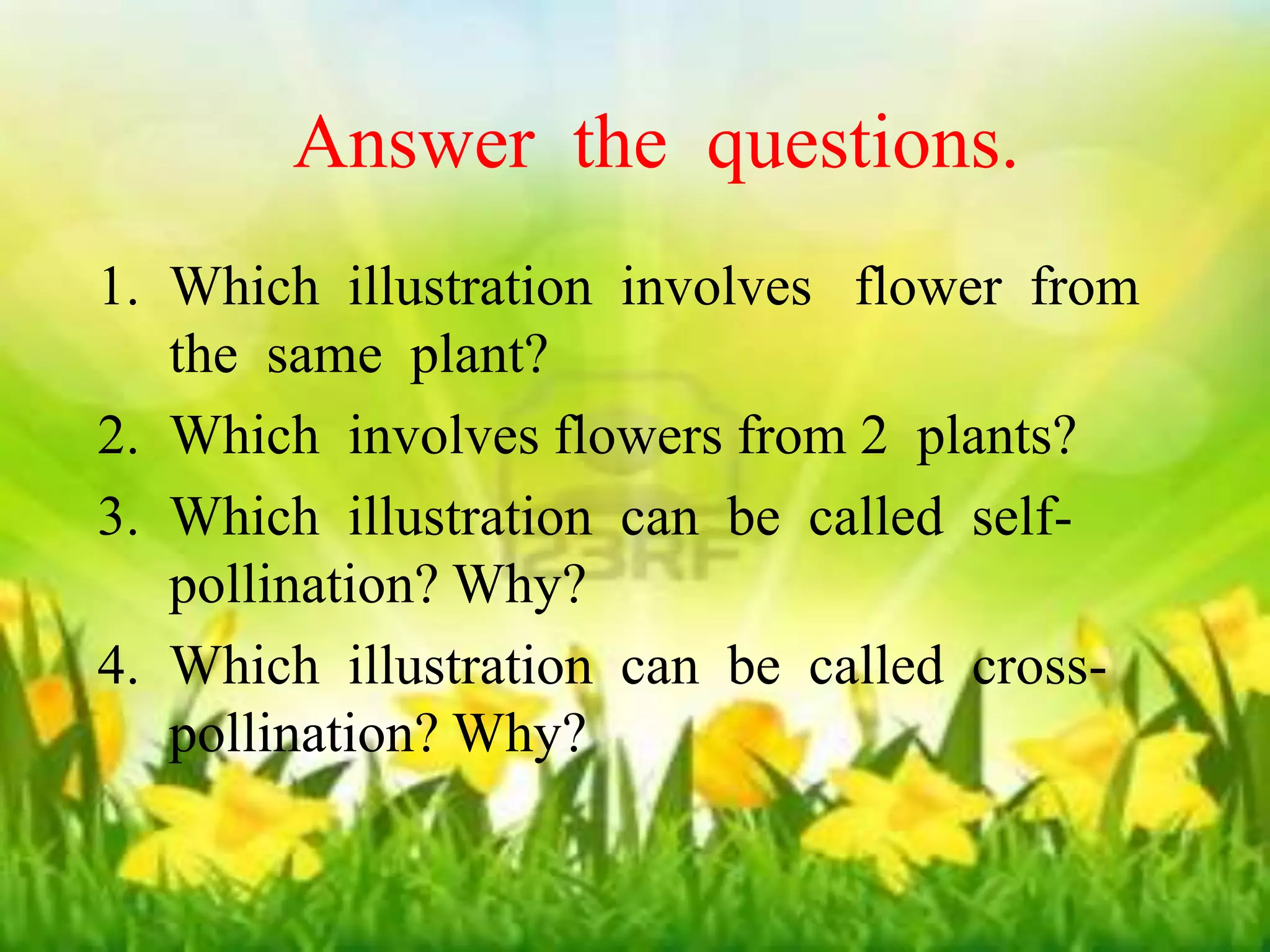 Answer the questions. 
Answer the questions. 
1. Which illustration involves flower from 
1. Which illustration involves flower from 
the same plant? 
the same plant? 
2. Which involves flowers from 2 plants? 
3. Which illustration can be called self-pollination? 
2. Which involves flowers from 2 plants? 
3. Which illustration can be called self-pollination? 
Why? 
Why? 
4. Which illustration can be called cross-pollination? 
4. Which illustration can be called cross-pollination? 
Why? 
Why? 
 