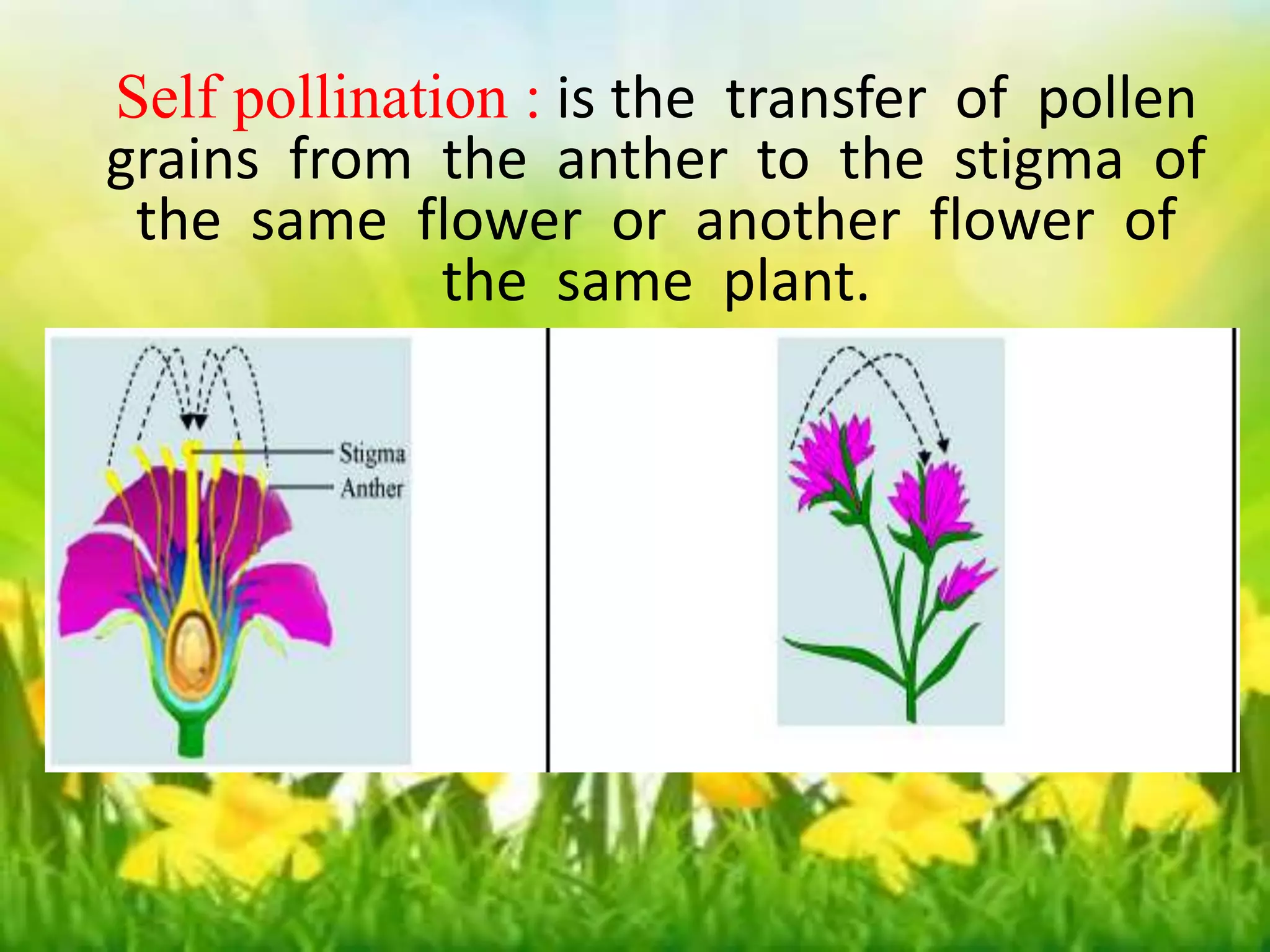 Self pollination : is the transfer of 
pollen grains from the anther to 
Self pollination : is the transfer of pollen 
grains from the anther to the stigma of 
the same flower or another flower of 
the stigma. 
the same plant. 
 