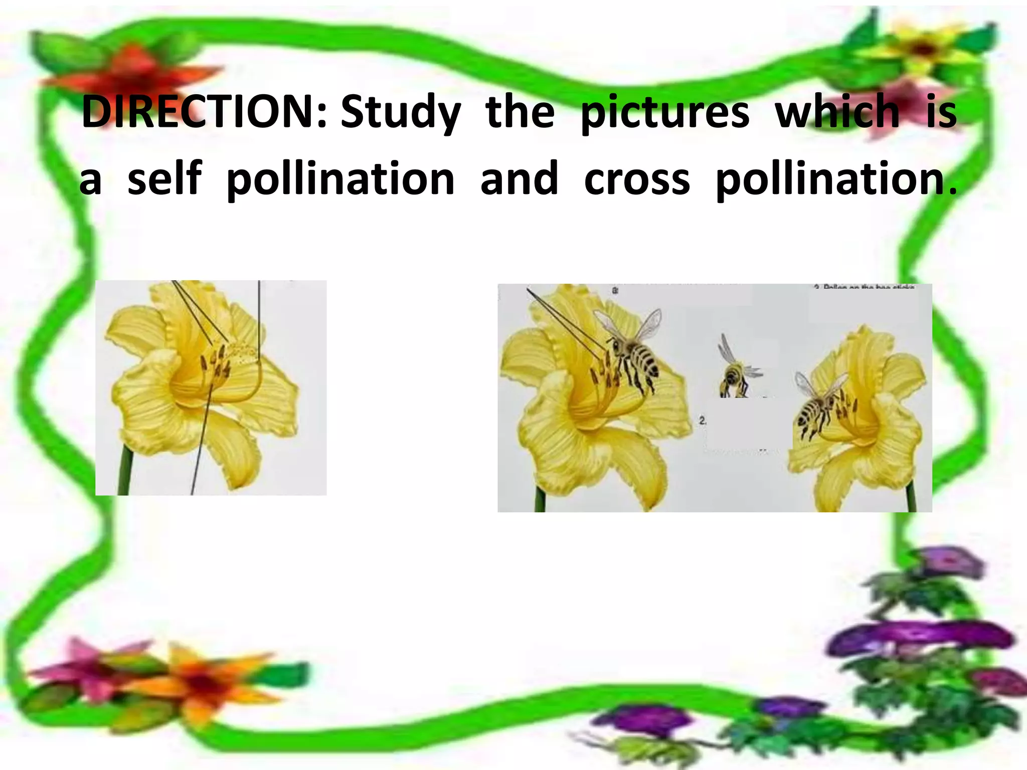 DIRECTION: Study the pictures which is 
a self pollination and cross pollination. 
 