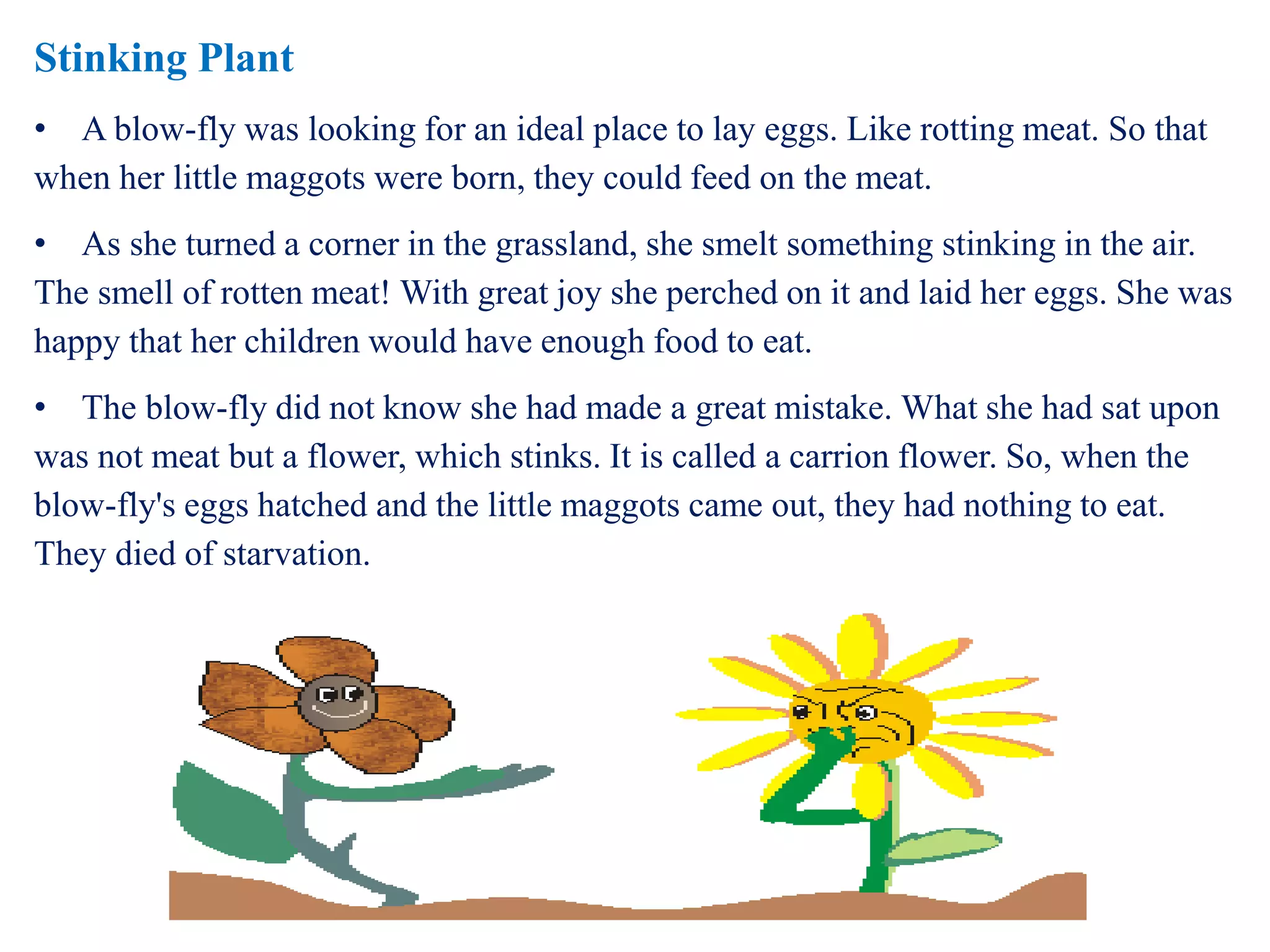 Stinking Plant 
• A blow-fly was looking for an ideal place to lay eggs. Like rotting meat. So that 
when her little maggots were born, they could feed on the meat. 
• As she turned a corner in the grassland, she smelt something stinking in the air. 
The smell of rotten meat! With great joy she perched on it and laid her eggs. She was 
happy that her children would have enough food to eat. 
• The blow-fly did not know she had made a great mistake. What she had sat upon 
was not meat but a flower, which stinks. It is called a carrion flower. So, when the 
blow-fly's eggs hatched and the little maggots came out, they had nothing to eat. 
They died of starvation. 
 