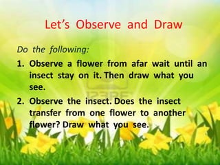 Let’s Observe and Draw 
Let’s Observe and Draw 
Do the following: 
1. Observe a flower from afar wait until an 
Do the following: 
1. Observe a flower from afar wait until an 
insect stay on it. Then draw what you 
see. 
insect stay on it. Then draw what you 
see. 
2. Observe the insect. Does the insect 
2. Observe the insect. Does the insect 
transfer from one flower to another 
flower? Draw what you see. 
transfer from one flower to another 
flower? Draw what you see. 
 