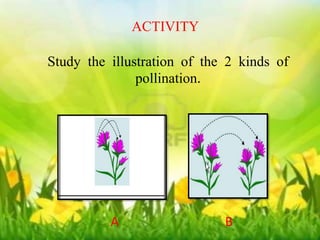 ACTIVITY 
ACTIVITY 
Study the illustration of the 2 kinds of 
Study the illustration of the 2 kinds of 
pollination. 
pollination. 
A B 
A B 
 