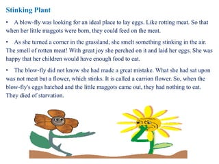 Stinking Plant 
• A blow-fly was looking for an ideal place to lay eggs. Like rotting meat. So that 
when her little maggots were born, they could feed on the meat. 
• As she turned a corner in the grassland, she smelt something stinking in the air. 
The smell of rotten meat! With great joy she perched on it and laid her eggs. She was 
happy that her children would have enough food to eat. 
• The blow-fly did not know she had made a great mistake. What she had sat upon 
was not meat but a flower, which stinks. It is called a carrion flower. So, when the 
blow-fly's eggs hatched and the little maggots came out, they had nothing to eat. 
They died of starvation. 
 