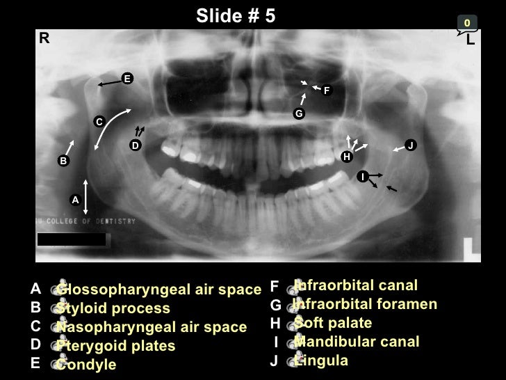 Self study-pan-anatomy