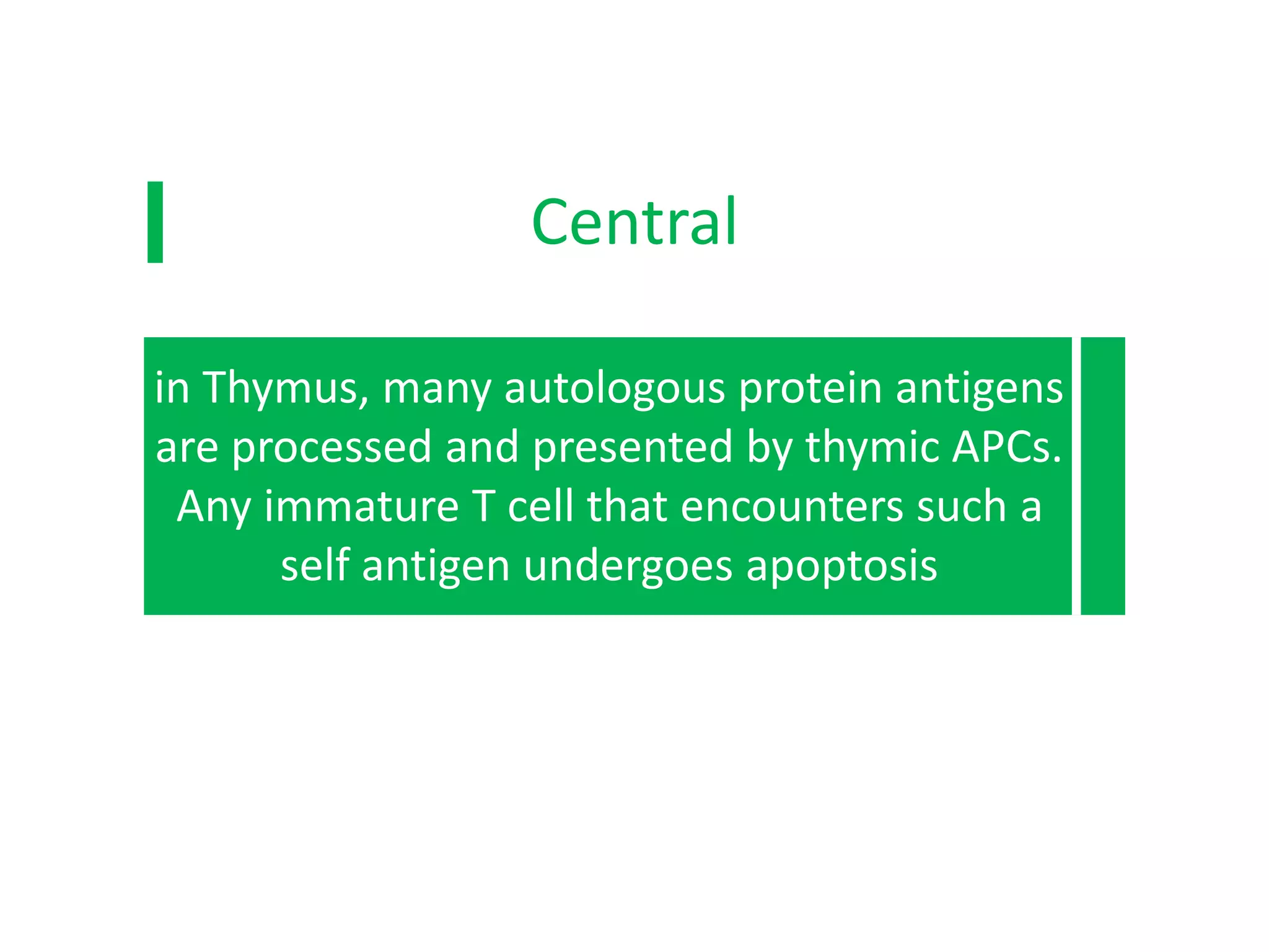 Betaβ cellsCentral
Pe
in Thymus, many autologous protein antigens
are processed and presented by thymic APCs.
Any immature T cell that encounters such a
self antigen undergoes apoptosis
elf
Some
nto
 
