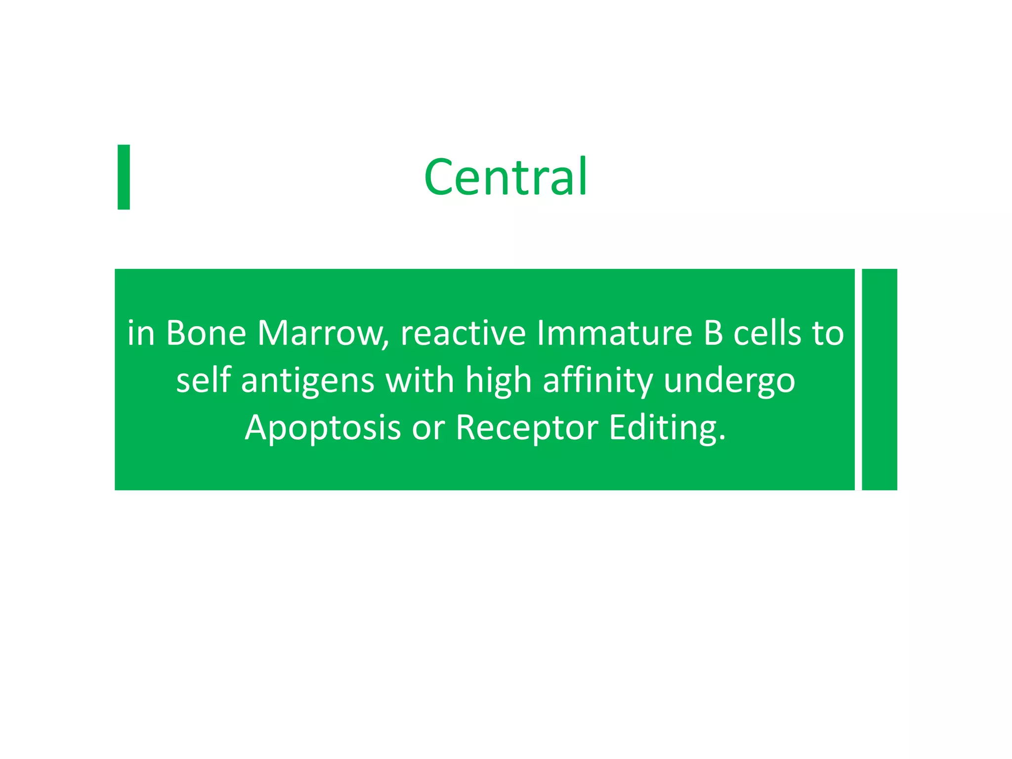 Betaβ cellsCentral
Pe
in Bone Marrow, reactive Immature B cells to
self antigens with high affinity undergo
Apoptosis or Receptor Editing.
sent in
nce
such
hery.
 