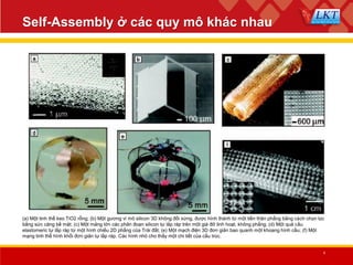 Self Assembly | PPT
