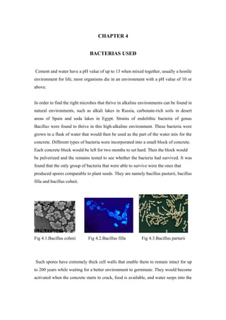 CHAPTER 4
BACTERIAS USED
Cement and water have a pH value of up to 13 when mixed together, usually a hostile
environment for life, most organisms die in an environment with a pH value of 10 or
above.
In order to find the right microbes that thrive in alkaline environments can be found in
natural environments, such as alkali lakes in Russia, carbonate-rich soils in desert
areas of Spain and soda lakes in Egypt. Strains of endolithic bacteria of genus
Bacillus were found to thrive in this high-alkaline environment. These bacteria were
grown in a flask of water that would then be used as the part of the water mix for the
concrete. Different types of bacteria were incorporated into a small block of concrete.
Each concrete block would be left for two months to set hard. Then the block would
be pulverized and the remains tested to see whether the bacteria had survived. It was
found that the only group of bacteria that were able to survive were the ones that
produced spores comparable to plant seeds. They are namely bacillus pasturii, bacillus
filla and bacillus cohnii.
Fig 4.1.Bacillus cohnii Fig 4.2.Bacillus filla Fig 4.3.Bacillus parturii
Such spores have extremely thick cell walls that enable them to remain intact for up
to 200 years while waiting for a better environment to germinate. They would become
activated when the concrete starts to crack, food is available, and water seeps into the
 