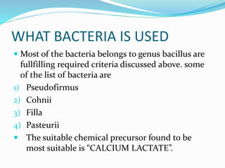 WHAT BACTERIA IS USED
 Most of the bacteria belongs to genus bacillus are
fullfilling required criteria discussed above. some
of the list of bacteria are
1) Pseudofirmus
2) Cohnii
3) Filla
4) Pasteurii
 The suitable chemical precursor found to be
most suitable is “CALCIUM LACTATE”.
 