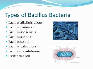 Types of Bacillus Bacteria
 Bacillus alkalinitrulicus
 Bacillus pasterurii
 Bacillus sphaericus
 Bacillus subtilis
 Bacillus cohnii
 Bacillus balodurans
 Bacillus pseudofirmus
 Escherichia coli
 