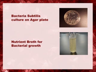 Bacteria Subtilis
culture on Agar plate
Nutrient Broth for
Bacterial growth
 